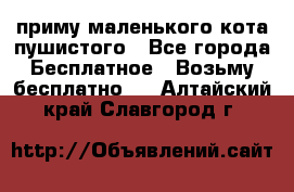 приму маленького кота пушистого - Все города Бесплатное » Возьму бесплатно   . Алтайский край,Славгород г.